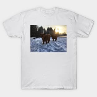 Scottish Highland Cattle Calves 1681 T-Shirt